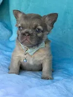 Calla, a female French Bulldog for sale in Beaumont, CA – Photo 6 of 10