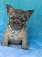 Calla, a female French Bulldog for sale in Beaumont, CA – Photo 7 of 10