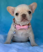 Opal, a female French Bulldog for sale in Beaumont, CA – Photo 1 of 10
