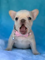 Opal, a female French Bulldog for sale in Beaumont, CA – Photo 3 of 10