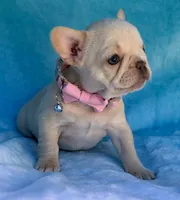 Opal, a female French Bulldog for sale in Beaumont, CA – Photo 7 of 10