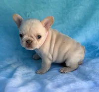 Opal, a female French Bulldog for sale in Beaumont, CA – Photo 6 of 10