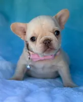 Opal, a female French Bulldog for sale in Beaumont, CA – Photo 5 of 10