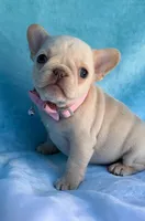 Opal, a female French Bulldog for sale in Beaumont, CA – Photo 10 of 10