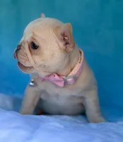 Opal, a female French Bulldog for sale in Beaumont, CA – Photo 4 of 10