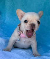 Opal, a female French Bulldog for sale in Beaumont, CA – Photo 8 of 10