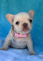 Opal, a female French Bulldog for sale in Beaumont, CA – Photo 9 of 10
