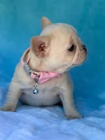 Opal, a female French Bulldog for sale in Beaumont, CA – Photo 2 of 10