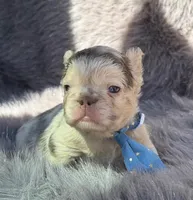 Brooks, a male French Bulldog for sale in Beaumont, CA – Photo 8 of 10