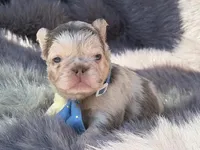 Brooks, a male French Bulldog for sale in Beaumont, CA – Photo 7 of 10