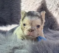 Brooks, a male French Bulldog for sale in Beaumont, CA – Photo 2 of 10