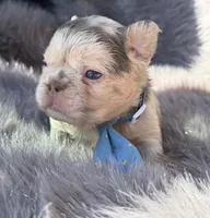 Brooks, a male French Bulldog for sale in Beaumont, CA – Photo 9 of 10