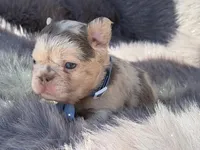 Brooks, a male French Bulldog for sale in Beaumont, CA – Photo 1 of 10