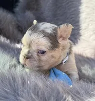 Brooks, a male French Bulldog for sale in Beaumont, CA – Photo 4 of 10