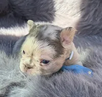 Brooks, a male French Bulldog for sale in Beaumont, CA – Photo 3 of 10