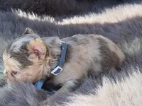 Brooks, a male French Bulldog for sale in Beaumont, CA – Photo 6 of 10