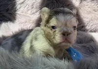 Brooks, a male French Bulldog for sale in Beaumont, CA – Photo 5 of 10