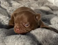 FUDGE , a male French Bulldog for sale in Beaumont, CA – 8 of 10