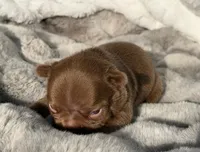 FUDGE , a male French Bulldog for sale in Beaumont, CA – 5 of 10