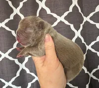 Rosie , a female French Bulldog for sale in Beaumont, CA – Photo 4 of 6