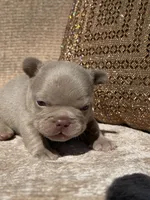 Charlie , a male French Bulldog for sale in Beaumont, CA – 8 of 10