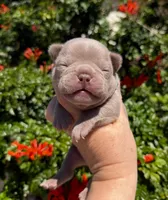 Lake , a male French Bulldog for sale in Beaumont, CA – 6 of 10