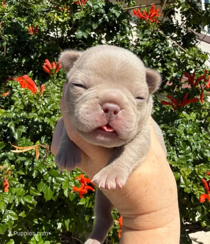 Lake  – French Bulldog puppy for sale in Beaumont, CA
