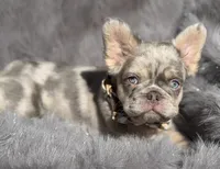 Wesley, a male French Bulldog for sale in Beaumont, CA – 4 of 10