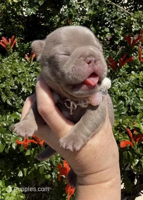 Amelia  – French Bulldog puppy for sale in Beaumont, CA