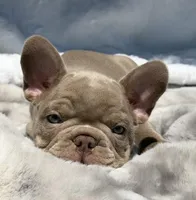 Lake , a male French Bulldog for sale in Beaumont, CA – 4 of 10