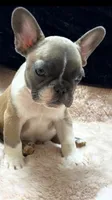 knox, a male French Bulldog for sale in Beaumont, CA – Photo 7 of 8