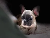 knox, a male French Bulldog for sale in Beaumont, CA – Photo 8 of 8