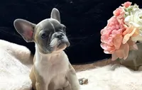 knox, a male French Bulldog for sale in Beaumont, CA – Photo 5 of 8