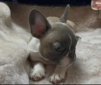 knox, a male French Bulldog for sale in Beaumont, CA – Photo 6 of 8
