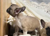 knox, a male French Bulldog for sale in Beaumont, CA – Photo 3 of 8