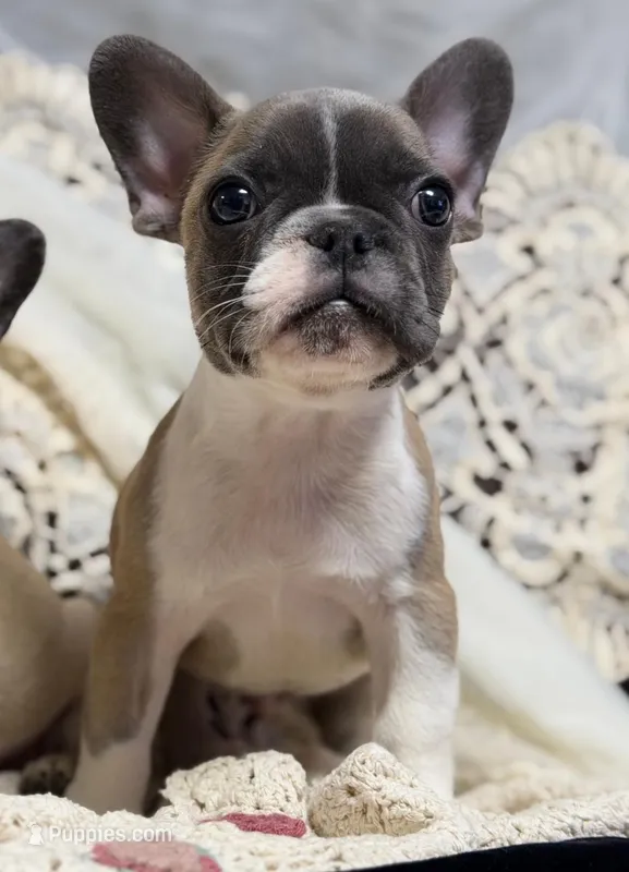 knox – French Bulldog puppy for sale in Beaumont, CA