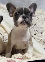 knox, a male French Bulldog for sale in Beaumont, CA – Photo 1 of 8
