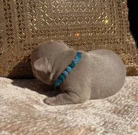 Lake , a male French Bulldog for sale in Beaumont, CA – 7 of 10