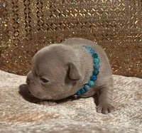 Lake , a male French Bulldog for sale in Beaumont, CA – 3 of 10