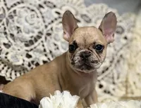 INDI, a female French Bulldog for sale in Beaumont, CA – Photo 7 of 9