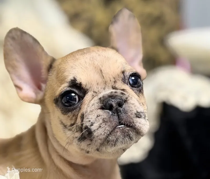 INDI – French Bulldog puppy for sale in Beaumont, CA