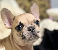 INDI, a female French Bulldog for sale in Beaumont, CA – Photo 1 of 9