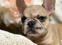 INDI, a female French Bulldog for sale in Beaumont, CA – Photo 6 of 9