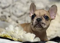 INDI, a female French Bulldog for sale in Beaumont, CA – Photo 3 of 9