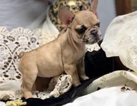 INDI, a female French Bulldog for sale in Beaumont, CA – Photo 5 of 9