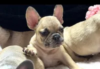INDI, a female French Bulldog for sale in Beaumont, CA – Photo 8 of 9