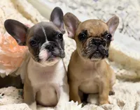 INDI, a female French Bulldog for sale in Beaumont, CA – Photo 9 of 9