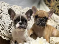 INDI, a female French Bulldog for sale in Beaumont, CA – Photo 2 of 9