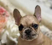 INDI, a female French Bulldog for sale in Beaumont, CA – Photo 4 of 9