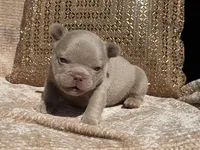 Charlie , a male French Bulldog for sale in Beaumont, CA – 7 of 10